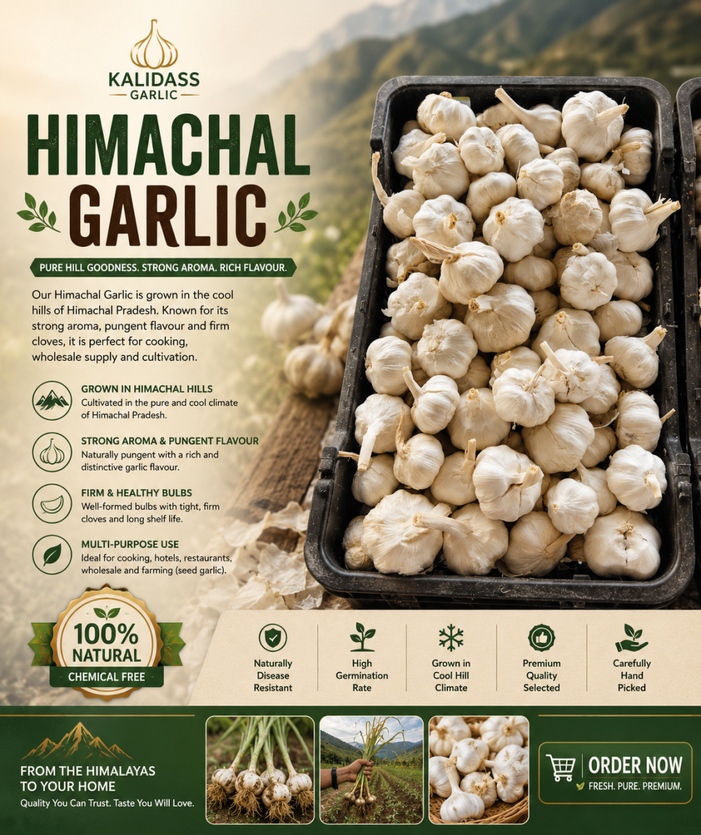 HIMACHAL MULTI  CLOVE GARLIC