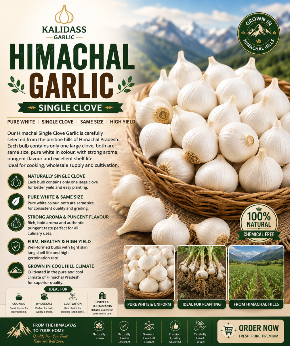 HIMACHAL SINGLE CLOVE GARLIC