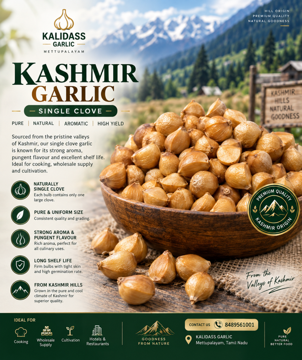 KASHMIR SINGLE CLOVE GARLIC 